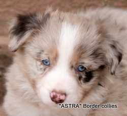 ~Red Merle female, Smooth to medium coat, border collie puppy
